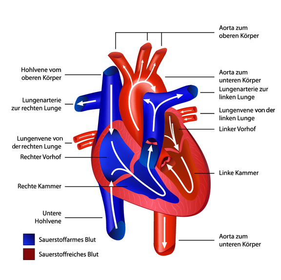 Am Blutkreislauf sind Herz, Gefäße (Arterien und Venen) und Organe beteiligt. 