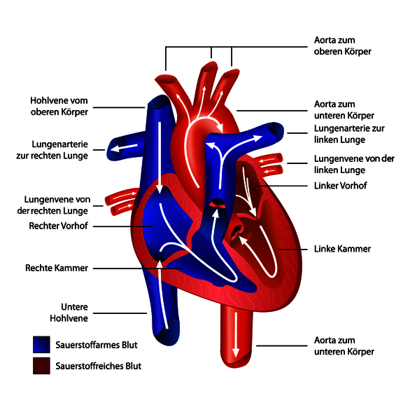 Am Blutkreislauf sind Herz, Gefäße (Arterien und Venen) und Organe beteiligt. 