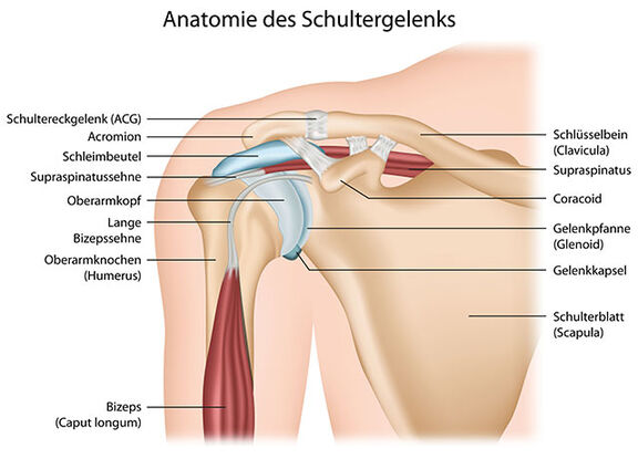 Anatomie des Schultergelenks